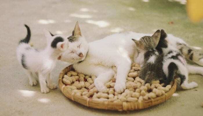 Kucing Sebagai Pembawa Berkah bagi Tuannya,Antara Mitologi dan Realitas