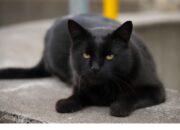 Kucing Hitam: Simbol Mistis dan Aura Misteri yang Memikat