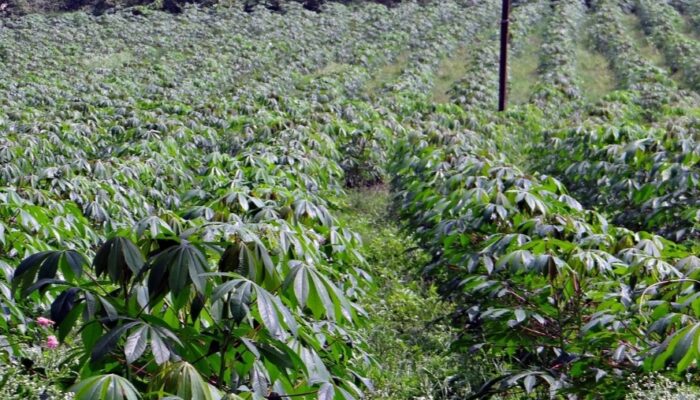 Rahasia Daun Ubi: Sumber Nutrisi Alami untuk Tubuh Sehat dan Berenergi