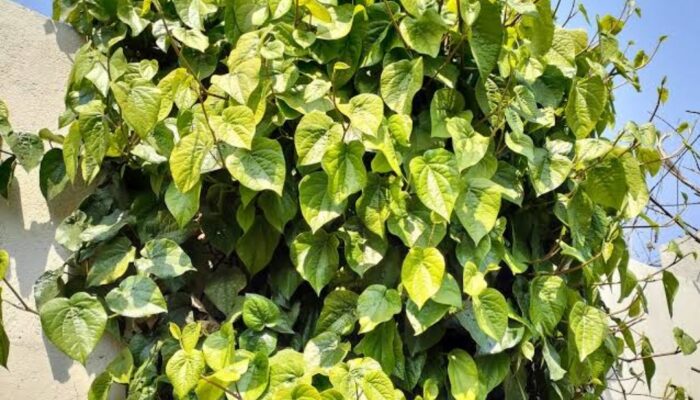Daun Sirih dan Kesehatan Mulut: Rahasia Tradisional untuk Mulut Bersih dan Sehat
