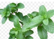 Manfaat Daun Mint untuk Kesehatan Jantung: Herbal Alami Penjaga Detak Stabil