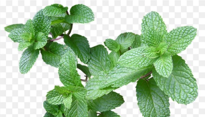 Manfaat Daun Mint untuk Kesehatan Jantung: Herbal Alami Penjaga Detak Stabil