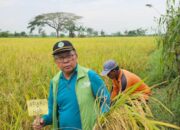 Perjuangan Petani Melawan Perubahan Iklim: Semangat Tak Kenal Menyerah di Tengah Tantangan