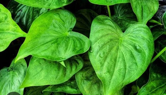 Manfaat dan Cara Mengolah Daun Keladi Tikus untuk Kesehatan