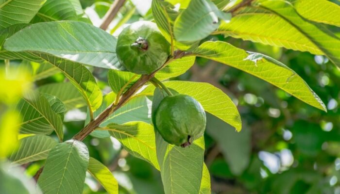 Daun Jambu Biji: Manfaatnya dalam Mencegah Kanker dan Kesehatan Tubuh