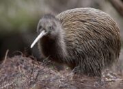 Burung Kiwi: Ikon Selandia Baru yang Penuh Keunikan