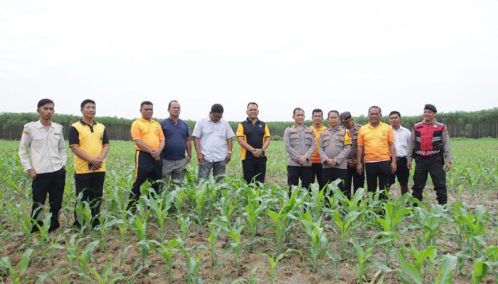 Dukung Asta Cita Presiden RI, Kapolres Sergai Tinjau Kebun Jagung Mitra Polres di PT. Sidojadi