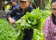 Soekirman dan Semangat Pertanian Organik: Panen Sayuran di Sarasehan Bitra Kebun Kelapa Agro, Langkat