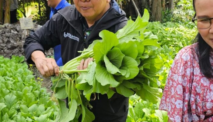 Soekirman dan Semangat Pertanian Organik: Panen Sayuran di Sarasehan Bitra Kebun Kelapa Agro, Langkat