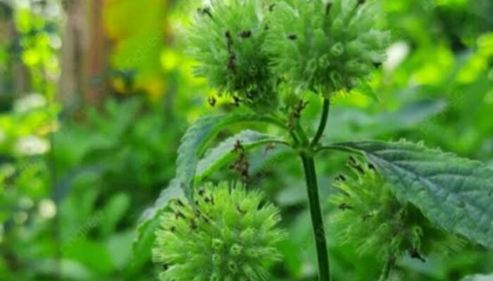 Rumput Knop: Tanaman Herbal Alami untuk Mengatasi Diare