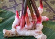 Lengkuas: Si Penyelamat Alami untuk Kesehatan Kulit, Pernapasan, dan Imun Tubuh