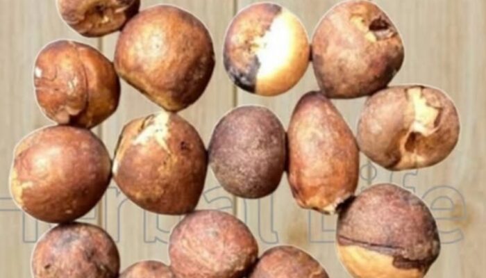 Manfaat Biji Alpukat untuk Batu Ginjal dan Diabetes: Ramuan Alami yang Perlu Anda Coba