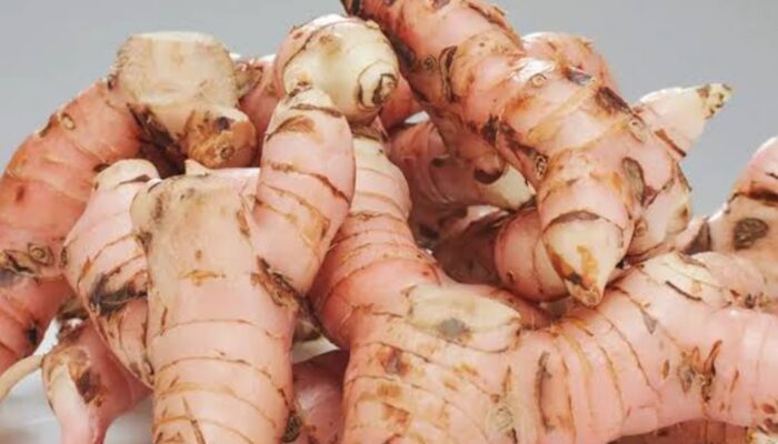 5 Manfaat Lengkuas untuk Kesehatan: Rahasia Alami Atasi Berbagai Penyakit