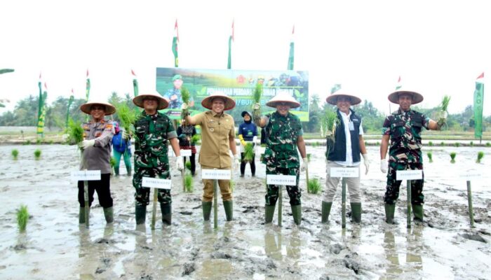 TNI dan Pemkab Sergai Bersinergi Kembangkan Padi Unggul Demi Ketahanan Pangan