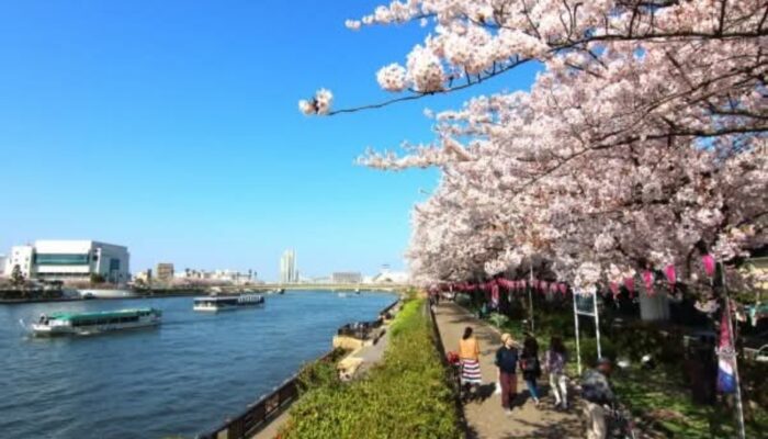 Bokutei Sakura Festival: Pesona Musim Semi di Tepi Sungai Sumida