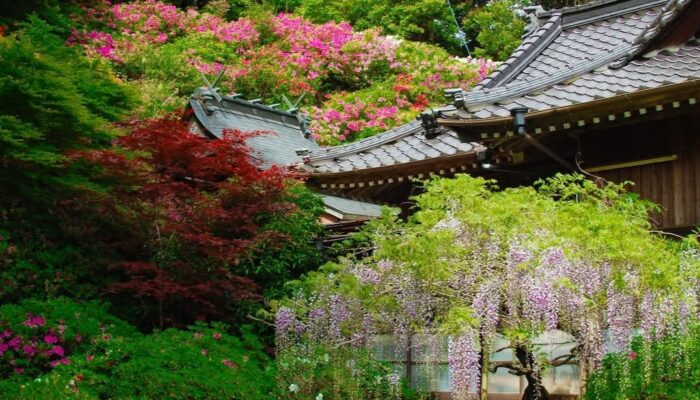 Keindahan Wisteria di Fujiyama Shrine, Sasebo: Pesona Alam yang Mirip Adegan Anime Populer