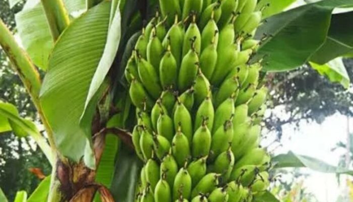 Pisang Uli: Manfaat dan Kelezatan yang Cocok untuk Berbagai Olahan