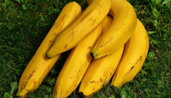 Pisang Cavendish: Ciri-Ciri, Manfaat, dan Keunggulannya