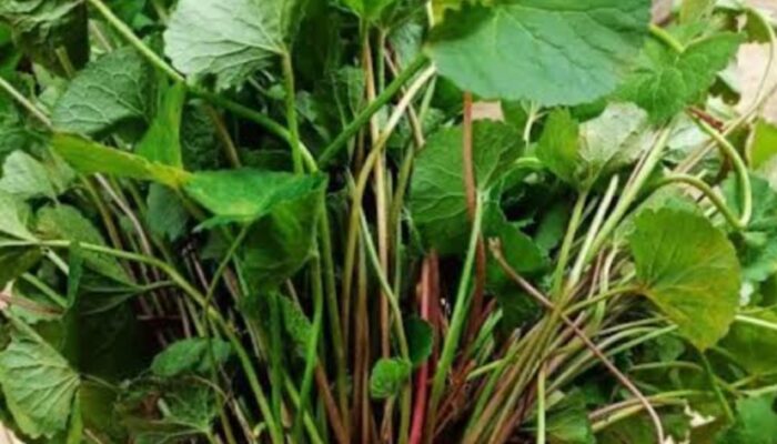 Manfaat Herbal Tapak Kuda untuk Mengobati Koreng Secara Alami