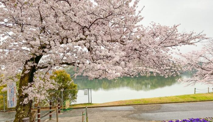 Menikmati Keindahan Sakura di Kariya Cherry Blossom Festival 2025