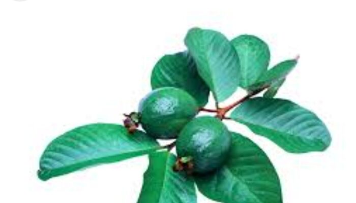 Manfaat Daun Jambu Biji untuk Mengatasi Diare Secara Alami