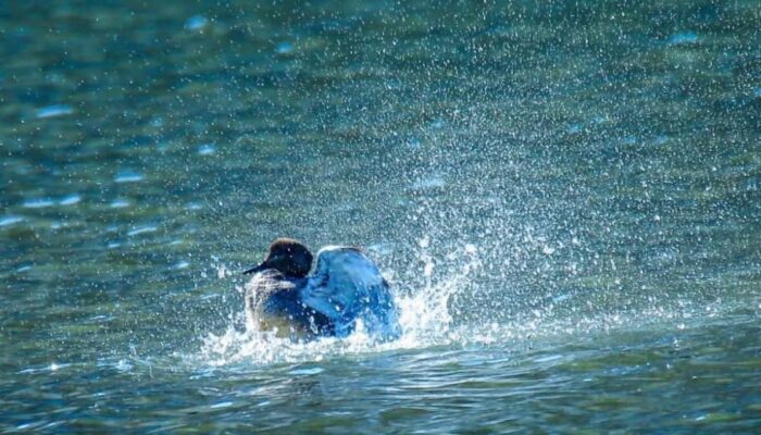 Migrasi Burung di Harbin: Tamu Bersayap Sambut Musim Semi di Pesta Alam Paling Eksklusif