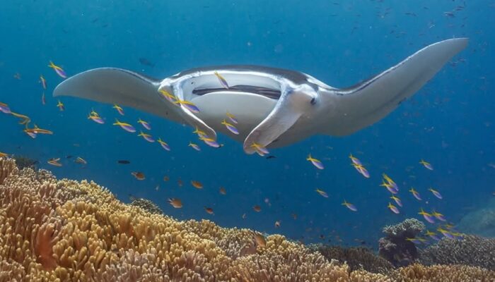 Petualangan Tak Terlupakan di Raja Ampat: Diskon 30% untuk Liveaboard Dune Aurora