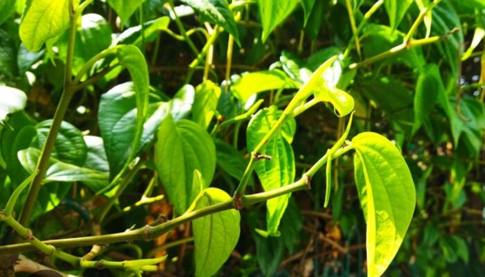 Manfaat Daun Sirih: Obat Batuk Alami dan Antiseptik yang Ampuh