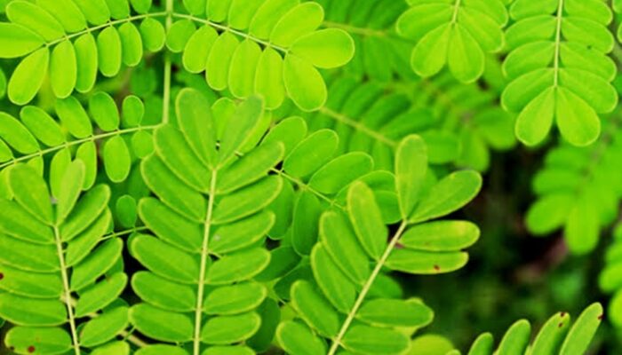 Manfaat Daun Saga untuk Sariawan, Batuk, dan Sakit Tenggorokan