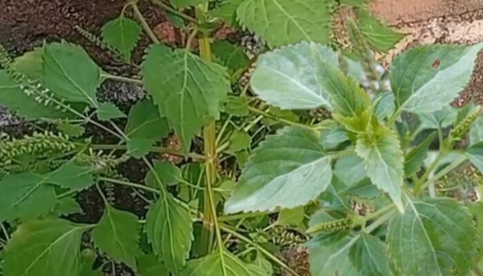 Manfaat Daun Sangket: Obat Tradisional untuk Demam dan Kejang