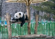 Pesona Salju Musim Semi di Harbin: Panda Raksasa Bermain ‘Snowball Olympics’ di Yabuli!