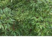 Berlangkas: Ramuan Alami untuk Meluruhkan Air Seni