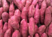 Manfaat Ubi Jalar untuk Kesehatan Pankreas: Makanan Sehat yang Kaya Nutrisi