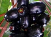 Jamblang: Buah Ajaib untuk Mengatasi Diabetes dan Diare