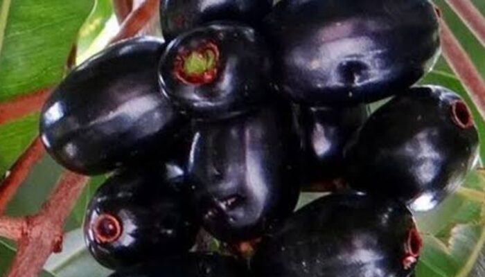 Jamblang: Buah Ajaib untuk Mengatasi Diabetes dan Diare