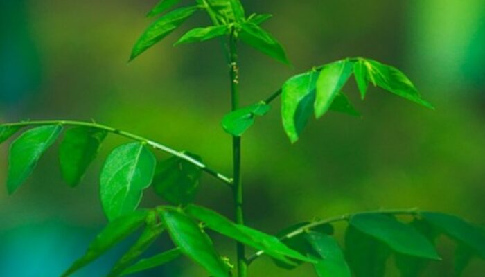 Daun Katuk: Rahasia Alami untuk Kekebalan Tubuh dan Kelancaran ASI