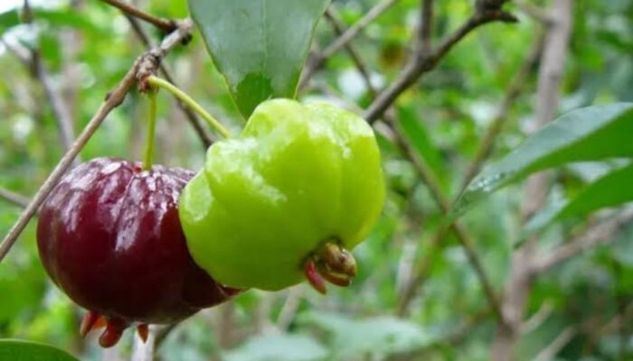 Atasi Diare Secara Alami dengan Ramuan Daun Dewandaru