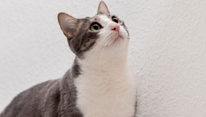 Katanya Memiliki Keajaiban!! 5 Keberuntungan Ajaib Buat yang Sering Memberi Makan Kucing