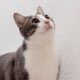 Ilustrasi Kucing (freepik.com)