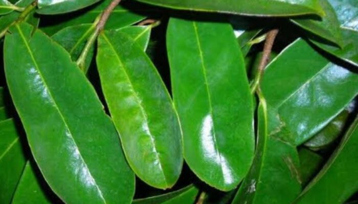 Manfaat Daun Sirsak untuk Mengatasi Kutu Rambut secara Alami