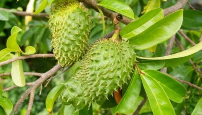 Daun Sirsak,Rahasia Alami Mengobati Bisul yang Jarang Diketahui