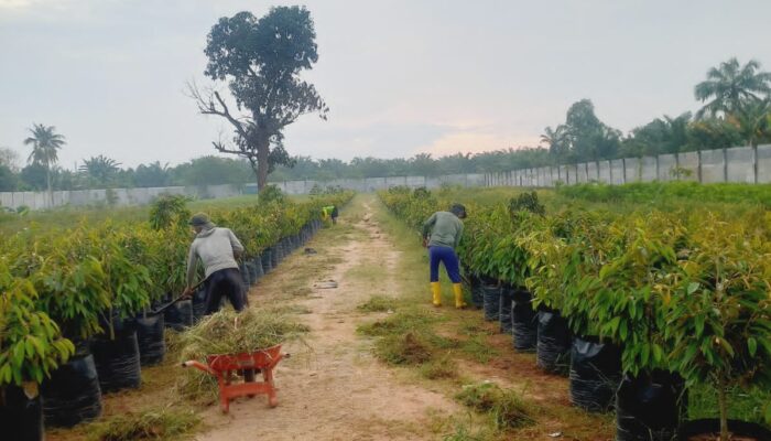 DPP PPMP Dorong Pemberdayaan Masyarakat Melalui Budidaya Hortikultura dan Tanaman Pelindung
