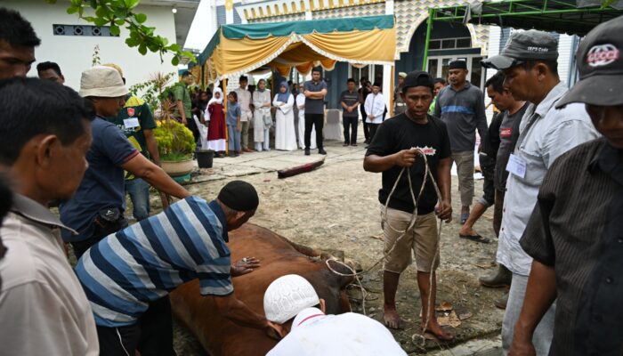 Gubernur Sumut Bobby Nasution Saksikan Penyembelihan Hewan Kurban di Kampung Nelayan