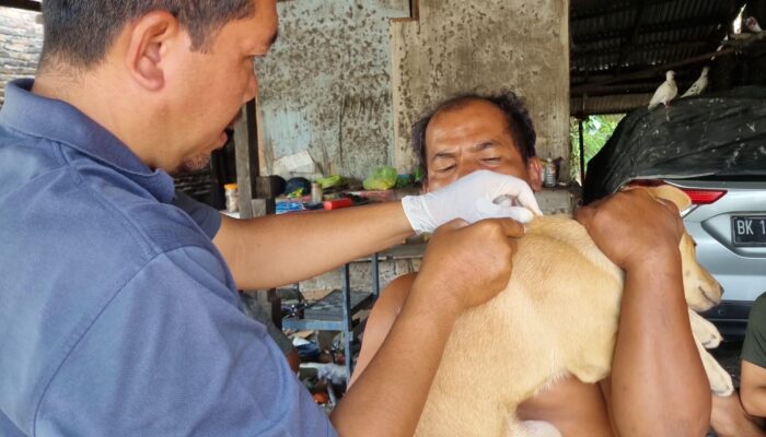 Pemkab Sergai Gencarkan Vaksinasi Hewan: Lindungi Ternak dan Peliharaan dari Rabies, PMK, dan LSD