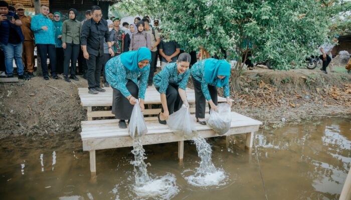Kahiyang Ayu Tabur 15.000 Benih Ikan, Dorong Swasembada Pangan di Langkat