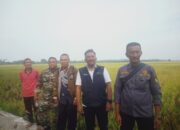 Bulog Turun Tangan, Atasi Kericuhan Harga Gabah di Serdang Bedagai