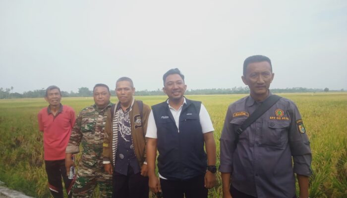 Bulog Turun Tangan, Atasi Kericuhan Harga Gabah di Serdang Bedagai