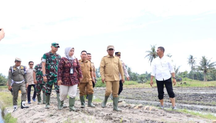 Pemkab Sergai Dorong Optimalisasi Lahan Rawa Lewat Gerakan Olah Lahan Serentak