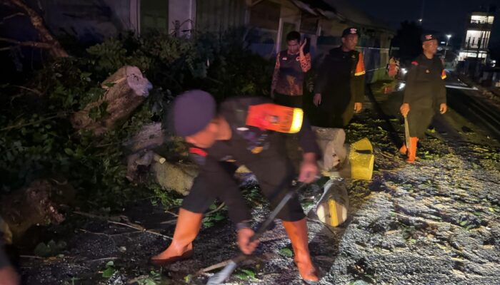 Brimob Polda Sumut Sigap Evakuasi Pohon Tumbang di Pematangsiantar