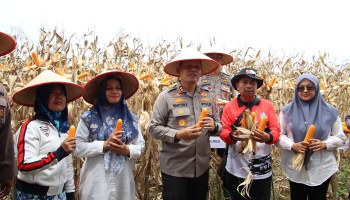 Polres Pelabuhan Belawan Panen Raya Jagung, Dukung Program Ketahanan Pangan Nasional Presiden Prabowo